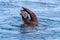 An adult walrus, odobenus rosmarus, dives for shellfish in the icy waters of Svalbard, Arctic Circle. This large marine mammal