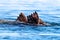 Adult walrus swimming on his back in the Arctic ocean off the coast of Svalbard