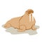 Adult walrus vector style Flat