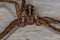 Adult Wandering Spider