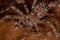 Adult  Wandering Spider