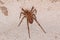 Adult  Wandering Spider