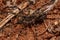 Adult  Wandering Spider