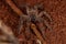 Adult Wandering Spider