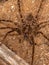 Adult Wandering Spider