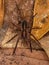 Adult Wandering Spider