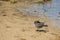 An  adult Wandering Tattler, Tringa incana in winter plumage in Hawaii