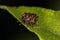 Adult Warty Leaf Beetle