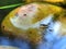 Adult water strider Aquarius remigis in a garden pond