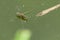 Adult water strider Aquarius remigis in a garden pond