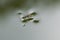 Adult water strider Aquarius remigis in a garden pond