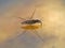 Adult water strider Aquarius remigis in a garden pond