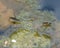 Adult water striders Aquarius remigis in a garden pond