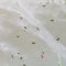Adult water striders on lake surface