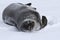 Adult Weddell seal which lies in the snow Antarctic