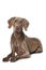 Adult weimaraner dog lying on white background