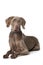 Adult weimaraner dog lying on white background