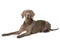 Adult weimaraner dog lying on white background