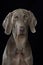 Adult weimaraner dog sitting on black background