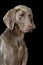 Adult weimaraner dog sitting on black background