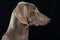 Adult weimaraner dog sitting on black background