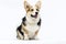 adult welsh corgi breed dog