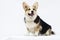 adult welsh corgi breed dog