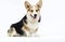 adult welsh corgi breed dog