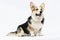 adult welsh corgi breed dog