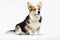 Adult welsh corgi breed dog