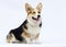 adult welsh corgi breed dog sitting full growth