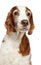 Adult Welsh Springer Spaniel dog