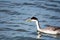 Adult western Grebe bird with black and white head and red eyes.