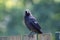 Adult Western Jackdaw from crow family sitting on wooden fence c