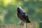 Adult Western Jackdaw from crow family sitting on wooden fence c