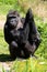 An adult Western Lowland Gorilla with her baby at Bristol Zoo, UK.