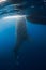 Adult whale shark underwater in ocean. Large shark swimming underwater