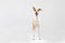 Adult whippet stands indoor isolated on white