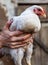 adult white broiler chicken caught and held in the hands