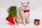 Adult white cat with a red bow tie on background green grass, Christmas ornament in the form of gift, lollipop and