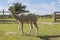 Adult white-coated alpaca like a llama in a farmhouse. Beautiful summer day in the countryside with huacaya alpaca