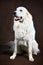 Adult white cream golden retriever studio