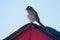 Adult white-crowned sparrow perches on peak of shed roof