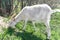 Adult white domestic goat with horns chews young green grass in early spring. Feeding of small cattle