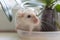 Adult white dumbo rat sitting in transparent saucer near orchid pot. Lovely and cute pet, background, close-up.