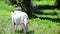 Adult white goat eating grass