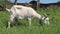 Adult white goat grazes on green grass next to village fence on leash