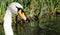 Adult White Mute Swan Male Bird
