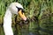 Adult White Mute Swan Male Bird