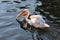 Adult white pelican in St James`s Park lake, London